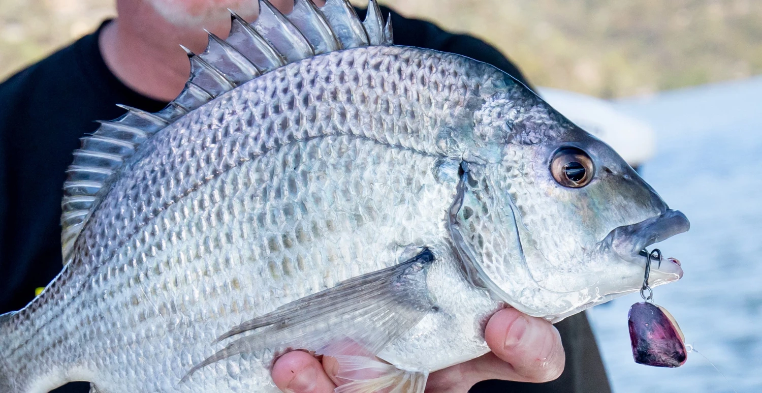 Asakura Clamer - Image 4