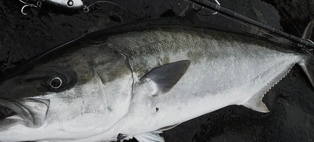 MC Works 22 Strange Blue SBL100HX SP - Image 5