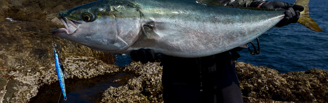 Palms Jigaro Massive - Image 2