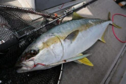 MC Works Real Fusion RF673LR (Standard Model)