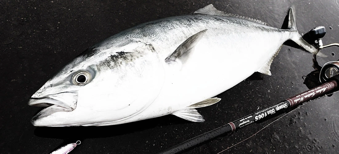 MC Works 2022 Strange Blue SBL106S - Image 4